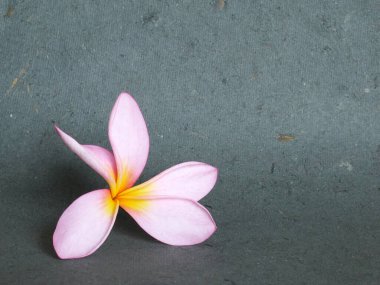 El sanatları arka planında tropikal çiçekler