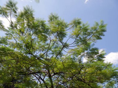 Valencia, İspanya - 30 Temmuz 2021: Ağaçların ve gökyüzünün altından görüş