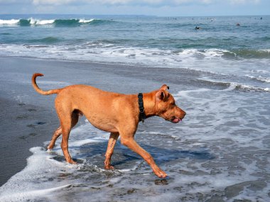 Bali, Endonezya; 2 Temmuz 2021: Köpek sahilde yürüyor