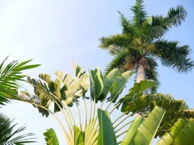 Çiçeklerin ve ağaçların tropikal arka planı, mavi gökyüzü.