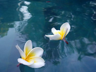 Güzel tropik çiçek açan çiçekler. Arkaplan veya duvar kağıdı dokusu.