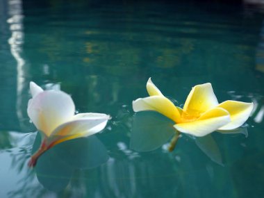 Güzel tropik çiçek açan çiçekler. Arkaplan veya duvar kağıdı dokusu.