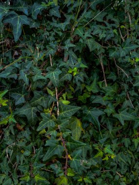 Dikey bahçe arka planı, çeşitli tropikal yağmur ormanları olan yeşil duvarlar..