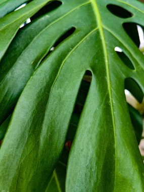 Ormandaki Adem 'in kaburga bitkisinin yaprağını kapat. Tropikal ormanlara özgü çiçekli bir bitki türüdür.