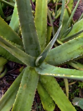 Ortasında su damlası olan aloe yapraklarını kapatın. Aloe bitkisinin tırtıklı yapraklarını kapayın ve yaprakların arasına su damlatın. Aloe vera tıbbi bitkisine yukarıdan bak