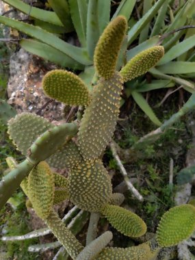 Kaktüs arka planı. Yerli bitkiler. Tasarım ya da kaktüs deseni. Kaktüs mü kaktüs bitkisi mi? Kaktüs bitkileri. Geçmişi. Yurtiçi egzotik bitkiler.