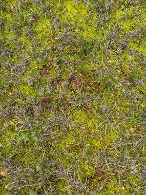 Zemin, yaratıcı projeler veya metin kaplamaları için ideal bir zemin sağlayan yosun, kaya ve kir dokusuna sahiptir..