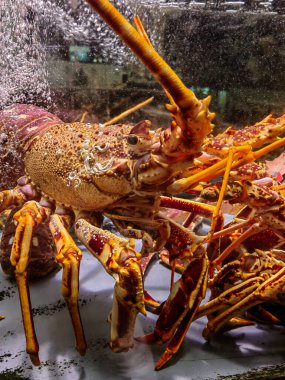 Restoranda canlı bir ıstakozun sualtı görüntüsü..
