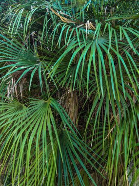 Tropik yeşil palmiye yaprakları arka planda. Doğa desenli konsept orman açık havada.