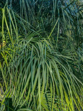 Tropik yeşil palmiye yaprakları arka planda. Doğa desenli konsept orman açık havada.