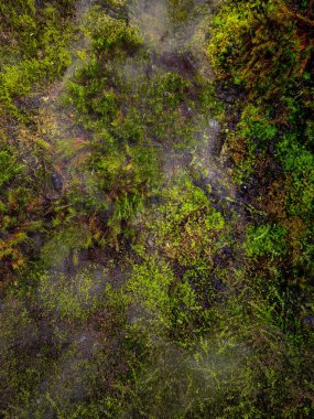 Jeotermal alan renkli yosun ve fümerollerle dolup taşıyor. Fümerollü ve İzlanda 'da yükselen buharlı jeotermal zeminde yosun yetişiyor.
