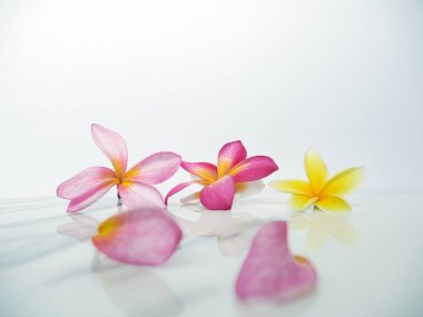 Rahatlatıcı spa çiçekleri olan doğal beyaz bilyenin arka planı