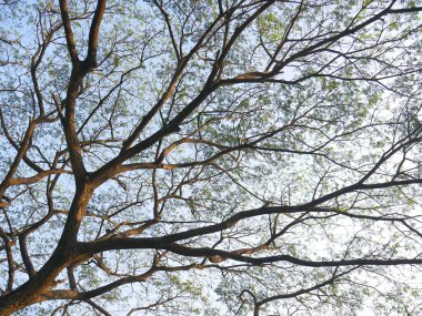 Yeşil ormandaki yaşlı ağaçlar. Güzel yeşil orman