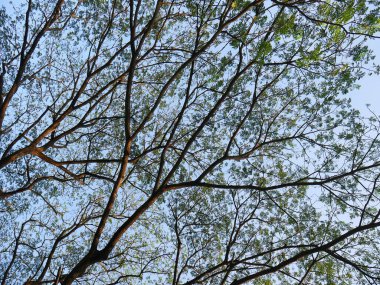 Yeşil ormandaki yaşlı ağaçlar. Güzel yeşil orman