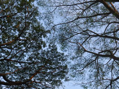 Yeşil ormandaki yaşlı ağaçlar. Güzel yeşil orman