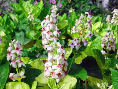 Yeşil ormana karşı güzel çiçekler