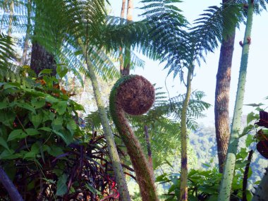 Güzel eğreltiotu yaprakları doğal palmiye çiçekleri