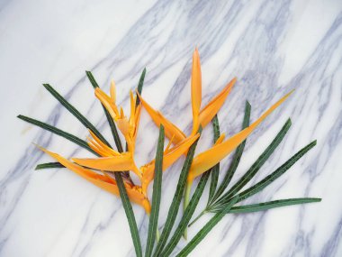 Beyaz mermer desenli arka planda tropik çiçekler ve yapraklar.