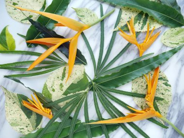 Beyaz mermer desenli arka planda tropik çiçekler ve yapraklar.