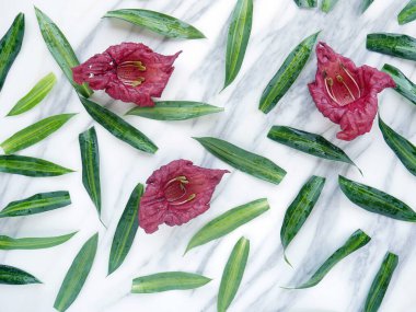 Beyaz mermer desenli arka planda tropik çiçekler ve yapraklar.