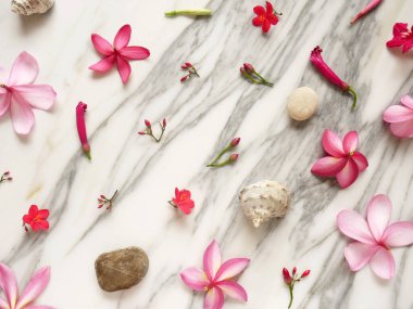 Arka plan için tropik çiçekler, yapraklar, çakıl taşları ve deniz kabukları seti