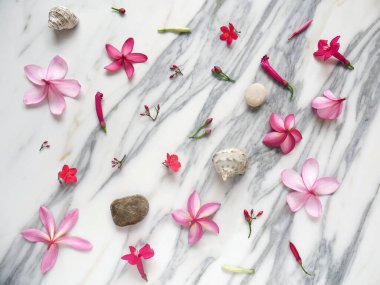 Arka plan için tropik çiçekler, yapraklar, çakıl taşları ve deniz kabukları seti