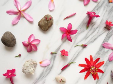 Arka plan için tropik çiçekler, yapraklar, çakıl taşları ve deniz kabukları seti