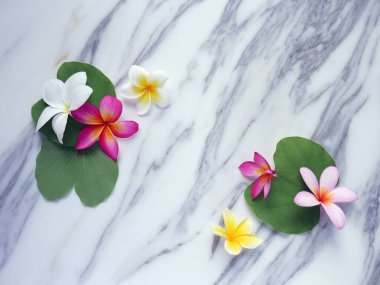 Beyaz mermer arka planda yaprakları olan Frangipani çiçekleri