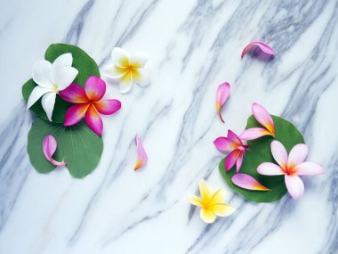 Beyaz mermer arka planda yaprakları olan Frangipani çiçekleri
