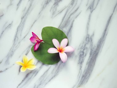 Beyaz mermer arka planda yaprakları olan Frangipani çiçekleri