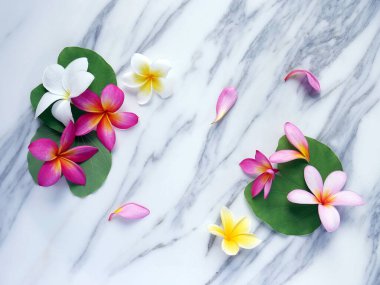 Beyaz mermer arka planda yaprakları olan Frangipani çiçekleri