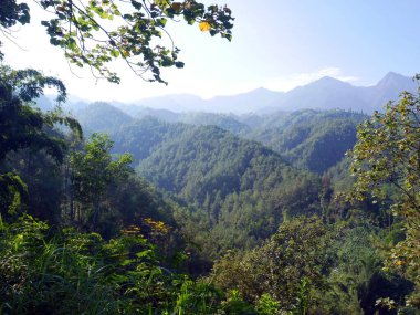 Tropikal ormanın manzarası. Doğada güneşli bir gün.