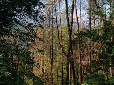 Tropikal ormanın manzarası. Doğada güneşli bir gün.
