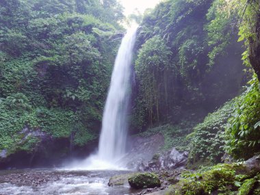 Tropikal orman manzarasında nehir şelalesi