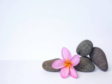 Çakıl taşları üzerinde tek bir güzel pembe kaplıca çiçeği