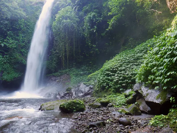 Tropikal orman manzarasında nehir şelalesi