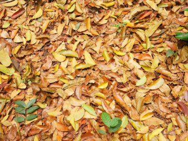 Kırmızı, kahverengi ve turuncu sonbahar yaprakları arka planda. Metin için boşluk.