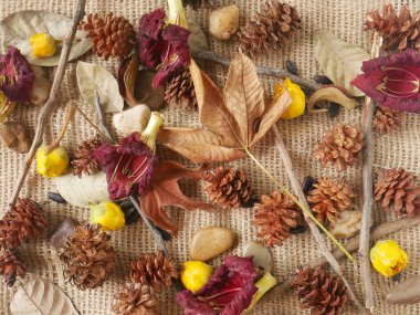 Sonbahar kompozisyonu. Kuru yapraklardan, çiçeklerden ya da kozalaklardan oluşan arkaplan.