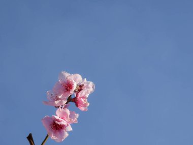 Mevsimlik meyve ağacının çiçek açan bir dalı.