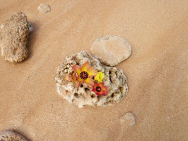 Sahilde güzel çiçekler.