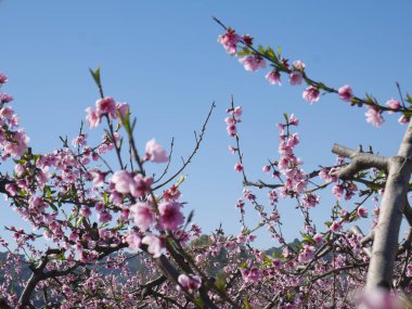 Mevsimlik meyve ağacının çiçek açan bir dalı.