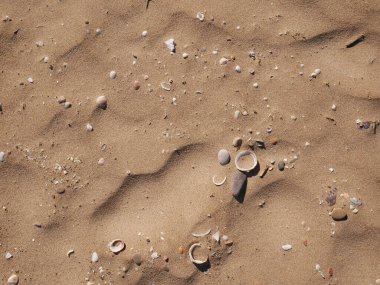 Kumsalda renkli deniz kabukları.