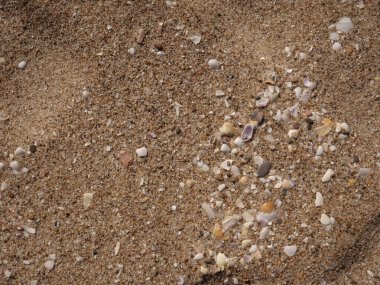 Kumsalda renkli deniz kabukları.