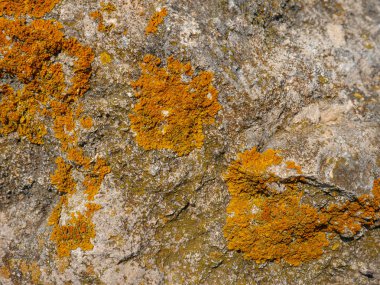 Göl kenarındaki kayada portakal rengi liken.