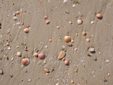 Sahilin arka planında kum, deniz kabuğu ve renkli çakıl taşları var..