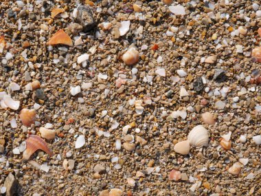 Sahilin arka planında kum, deniz kabuğu ve renkli çakıl taşları var..
