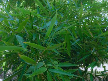 Tropik bambu yeşili yapraklar arka plan