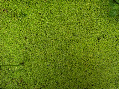 Doğal yabani otların ve çiçeklerin arka planı