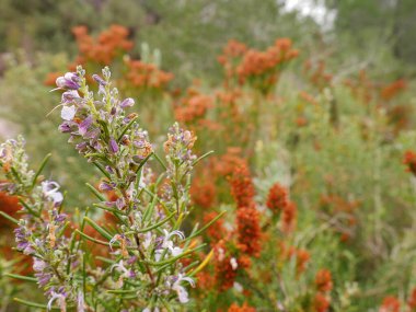 Doğal yabani otların ve çiçeklerin arka planı
