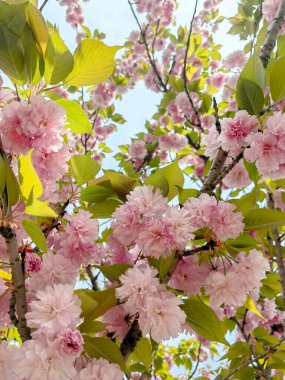 Ağaçta çiçek açan çiçeklere yakın. Bahar arkaplanı.